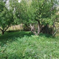 باغ گردو و بنای قدیمی و کل انشعابات